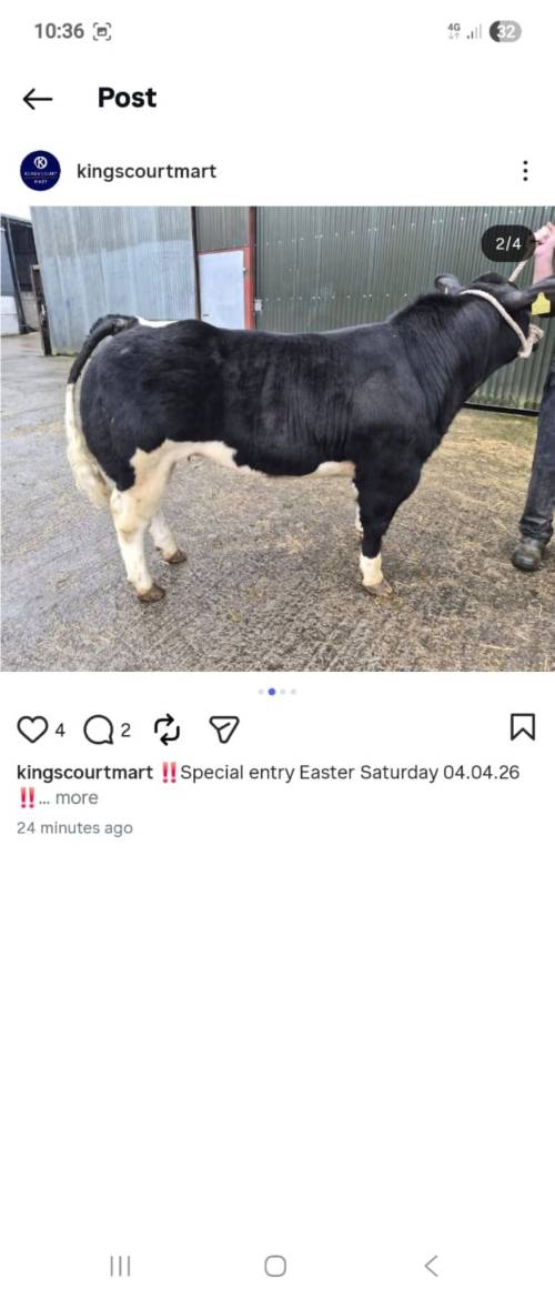 animal