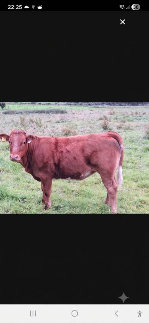 animal