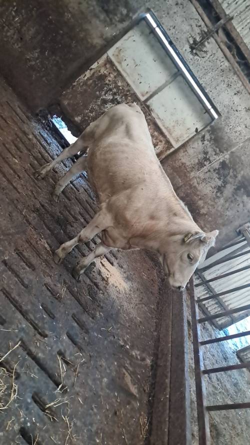 animal