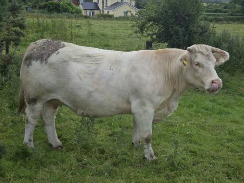 animal